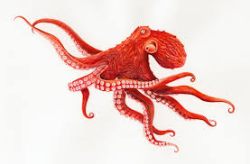 Wild Alaska Octopus