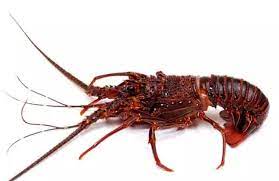 World Class Lobster