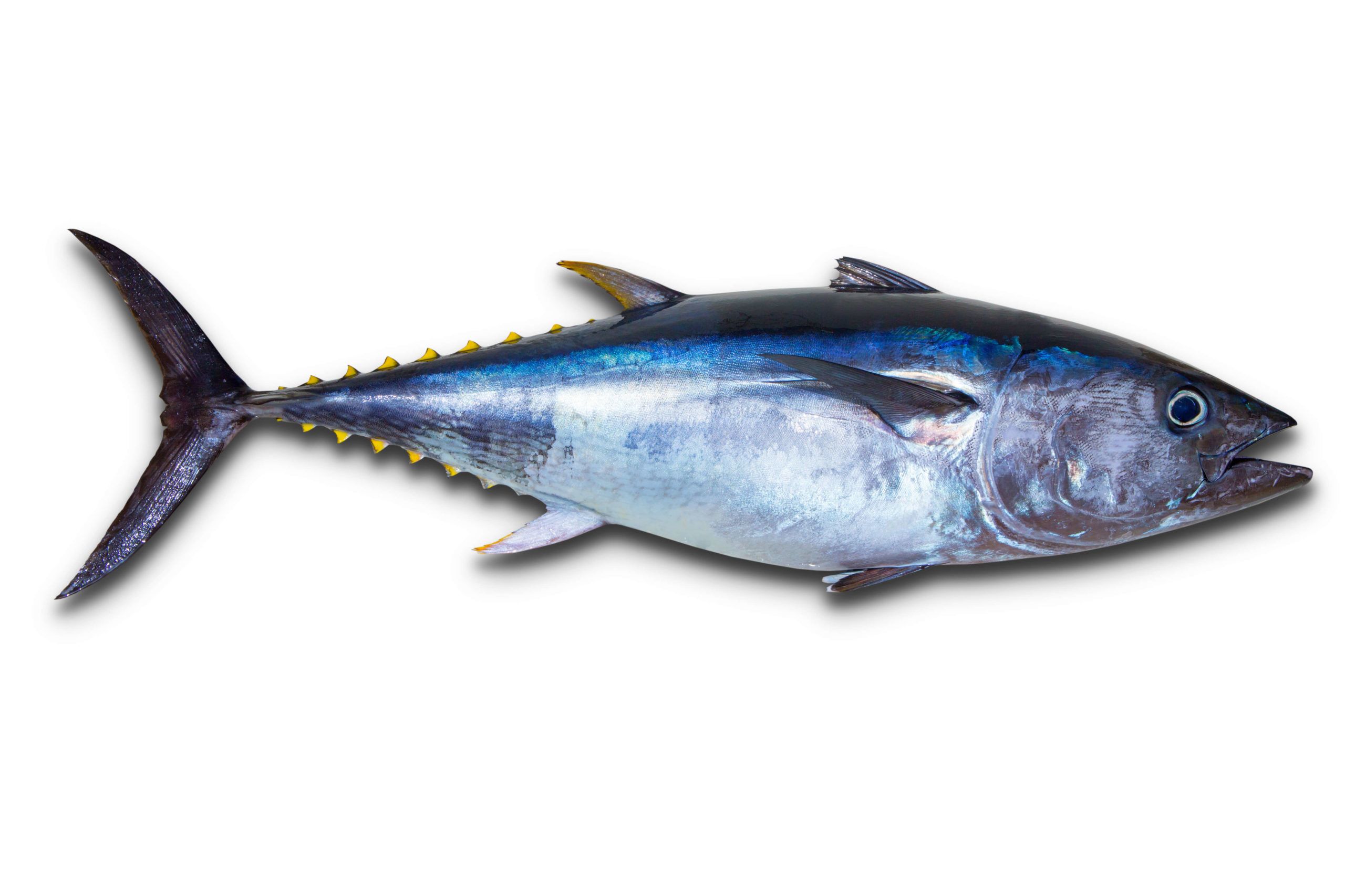 Yellowfin Tuna