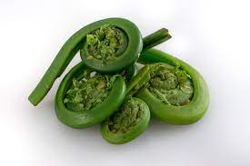 Fiddlehead Ferns