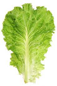 Leaf Lettuce