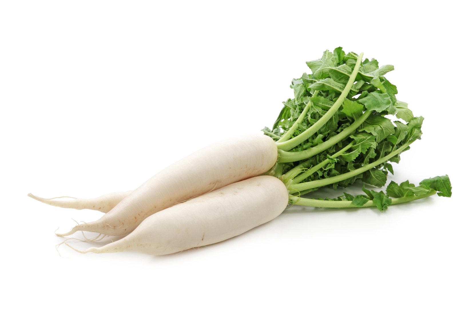 Organic Daikon Radish