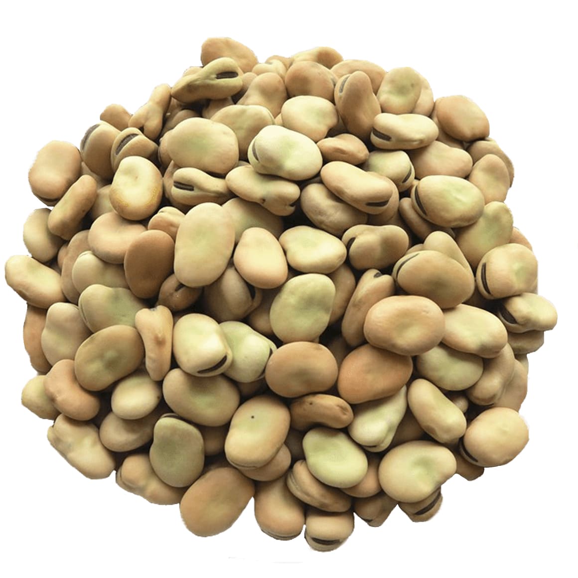 Organic Fava Beans