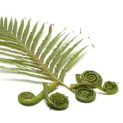 Organic Fiddlehead Ferns