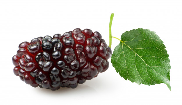 Mulberry