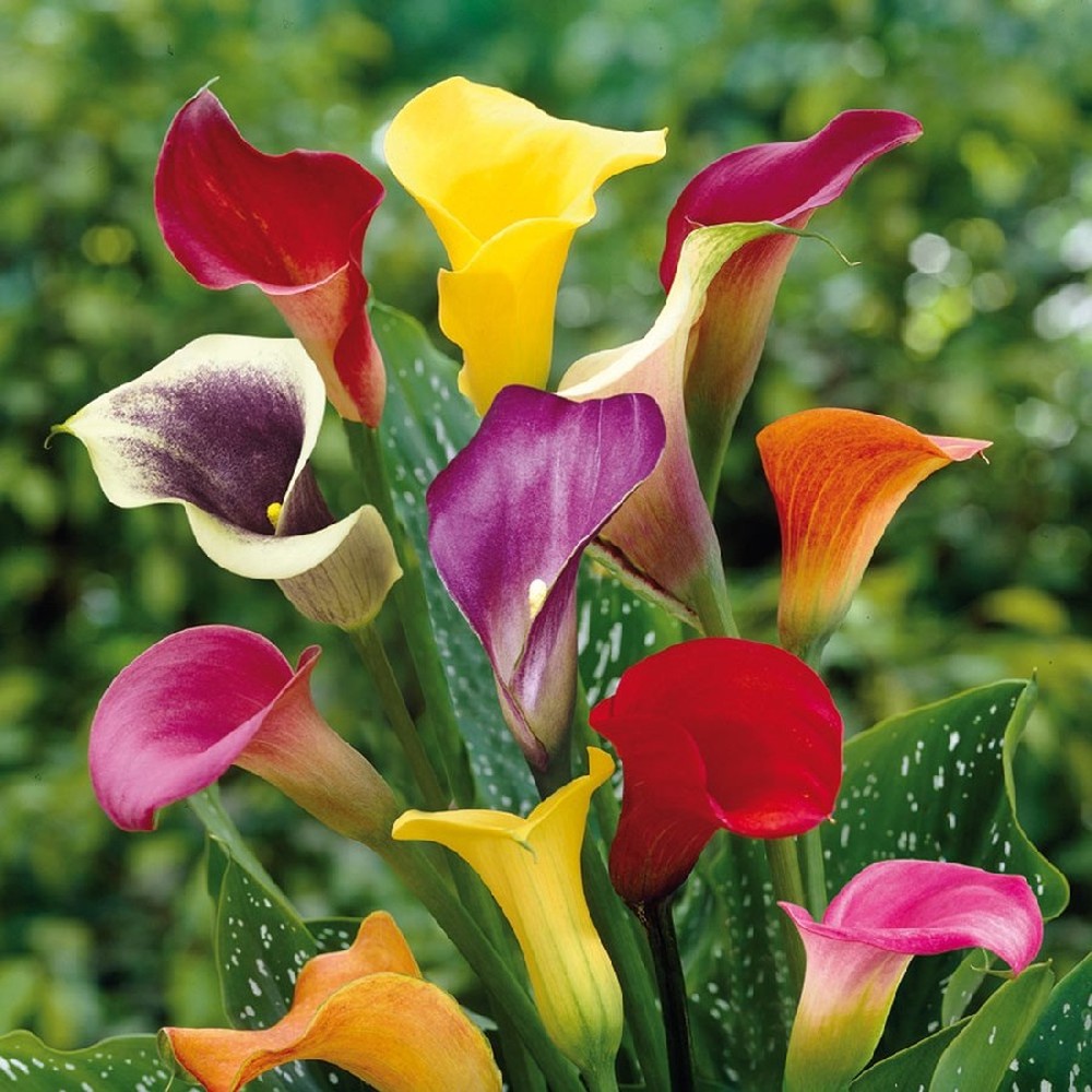 Calla Lily Bulbs - Mixed