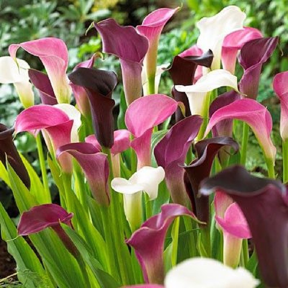 Calla Lily Bulbs - Pastel Mix
