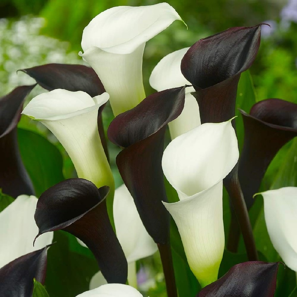 Calla Lily Bulbs - Black & White Mix