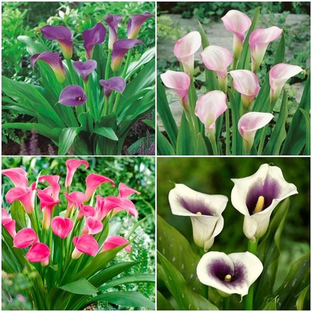 Calla Lily Bulbs - Purple Mix