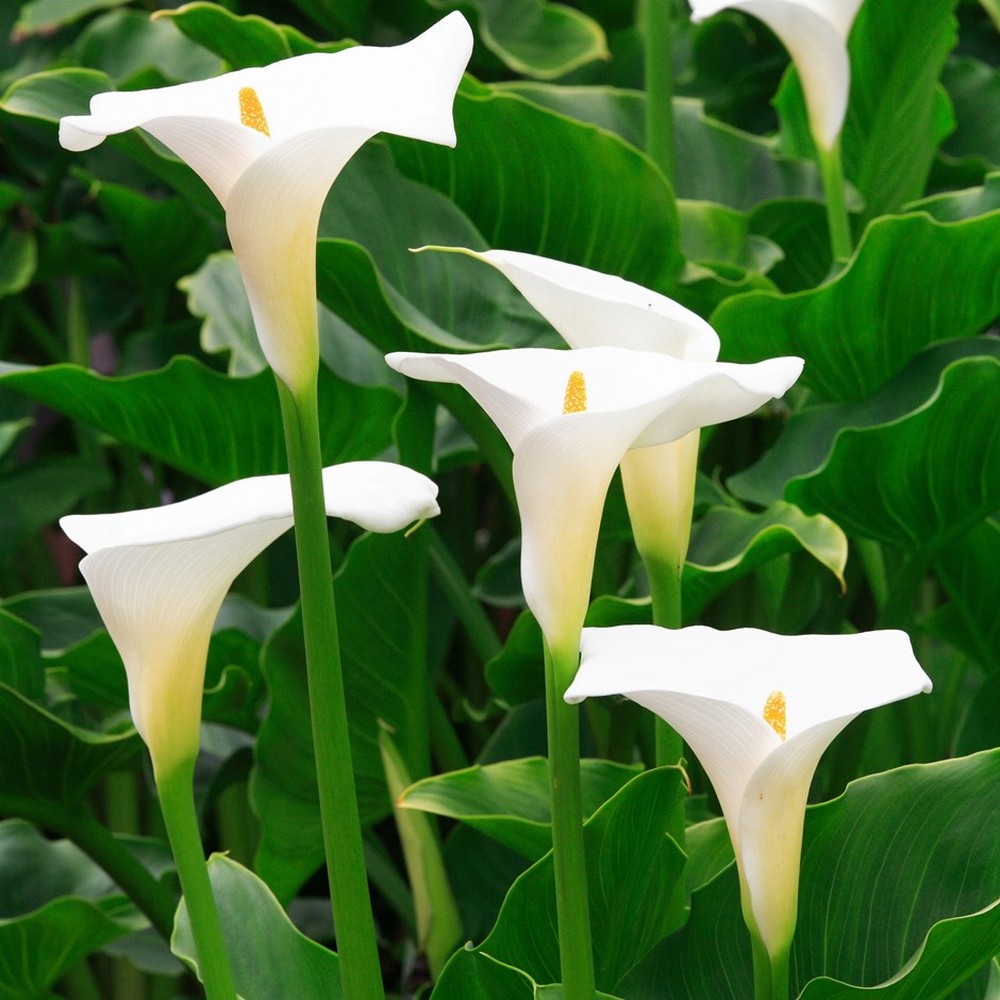 Calla Lily Bulbs - Aethiopica