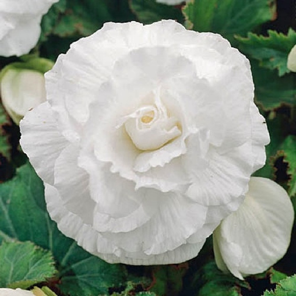 Begonia Tubers (Roseform) - White