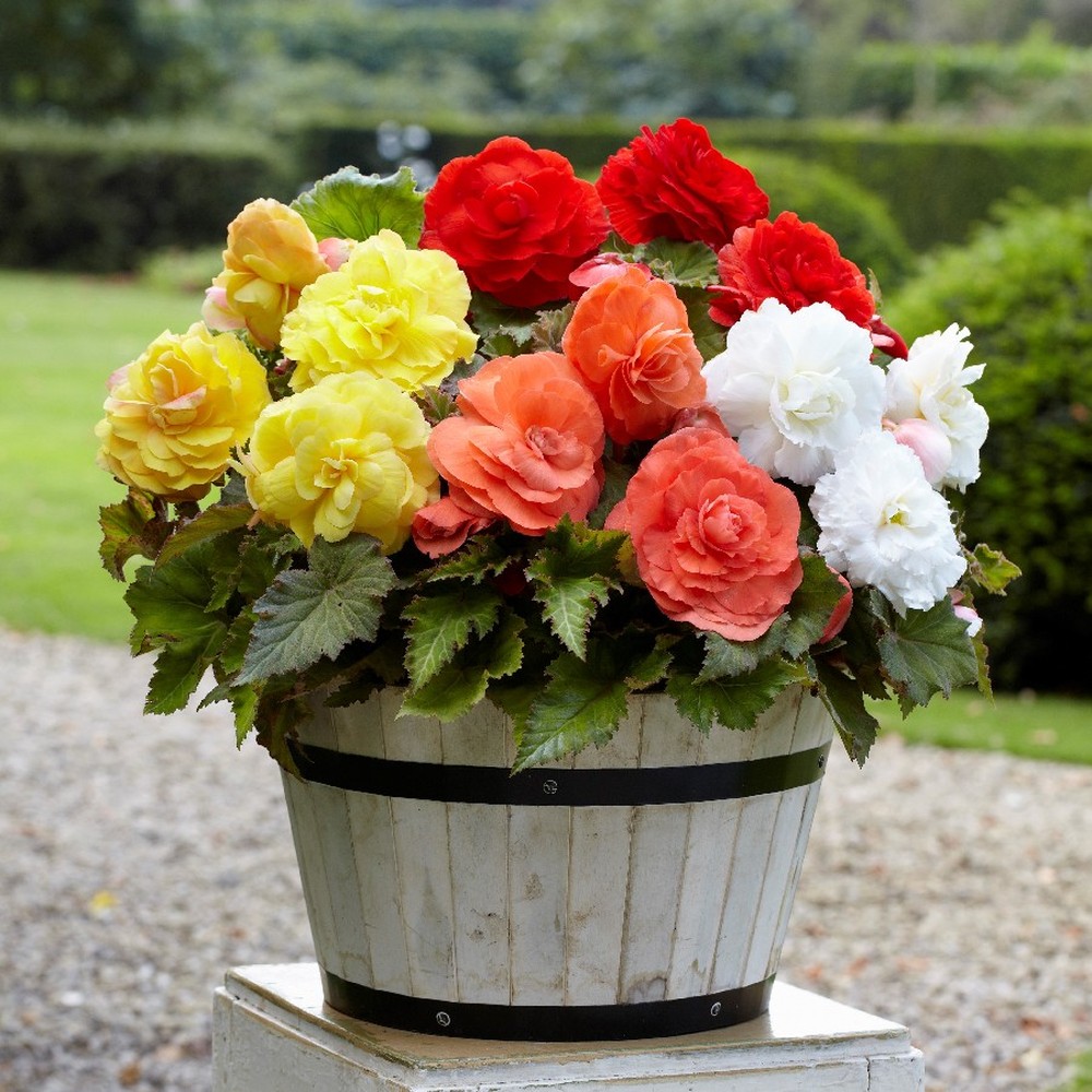 Begonia Tubers - Superba Mix