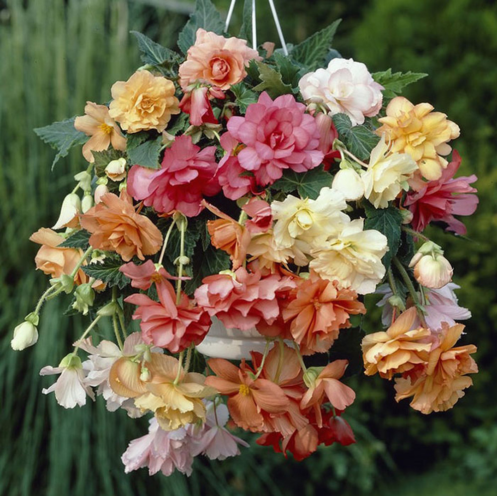 Begonia Tubers - Hanging Basket Pastel Mix