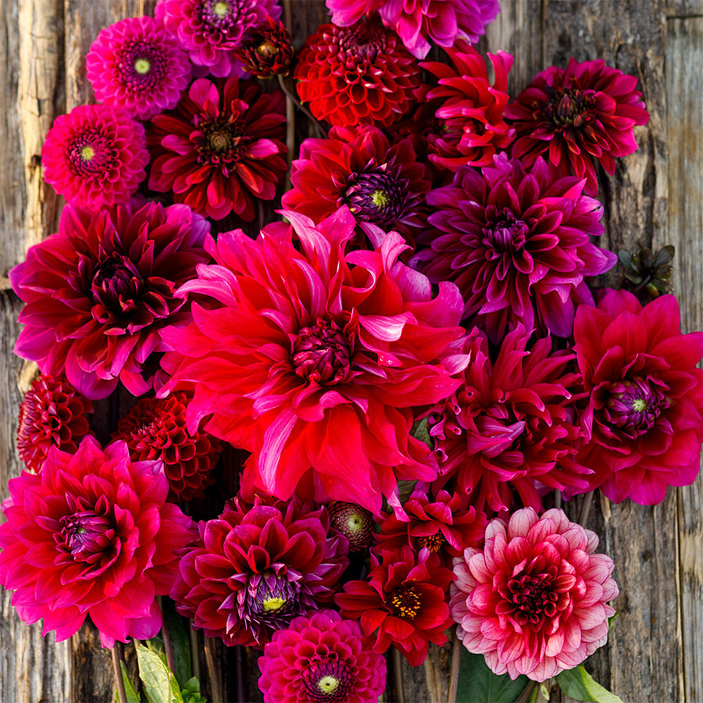Dahlia Bulbs (Ball & Dinnerplate) - Swing Dance Mix