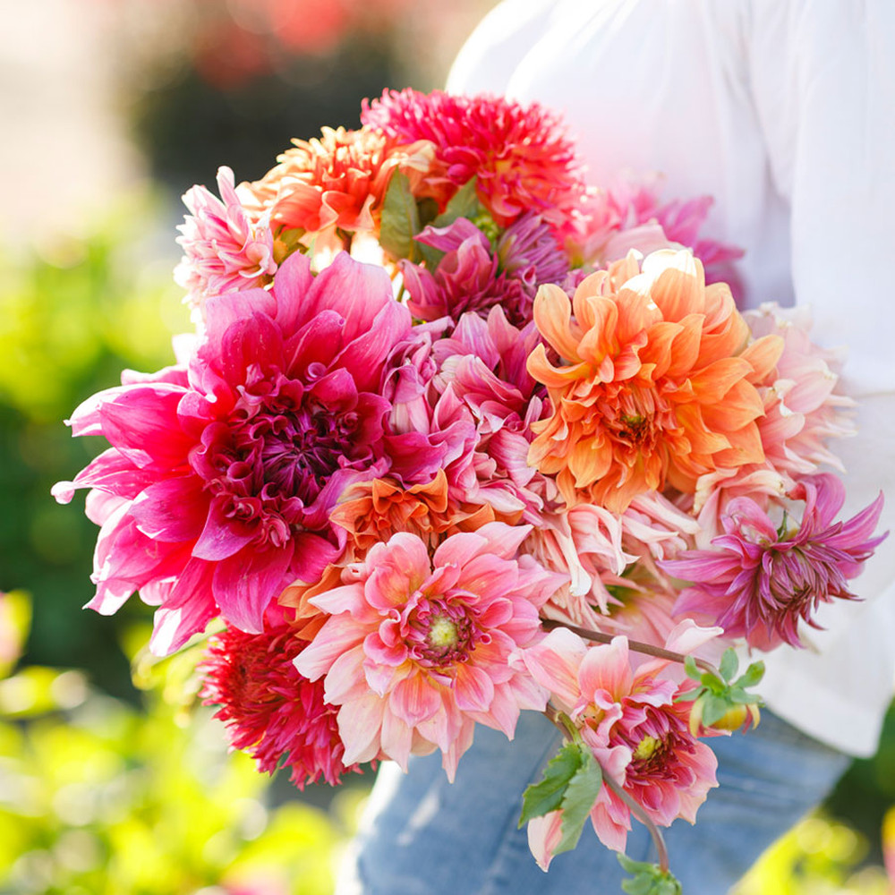 Dahlia Bulbs (Dinnerplate) - Country Fair Mix