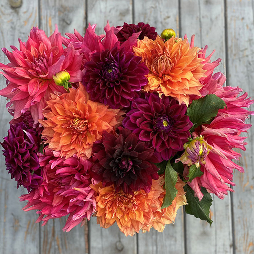 Dahlia Bulbs (Dinnerplate) - Passion Mix