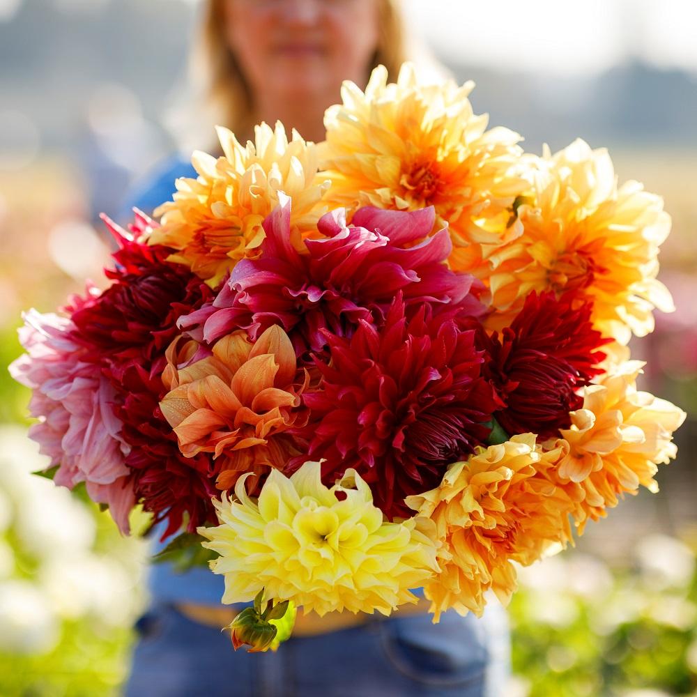 Dahlia Bulbs - AA Giant Bloom Mix