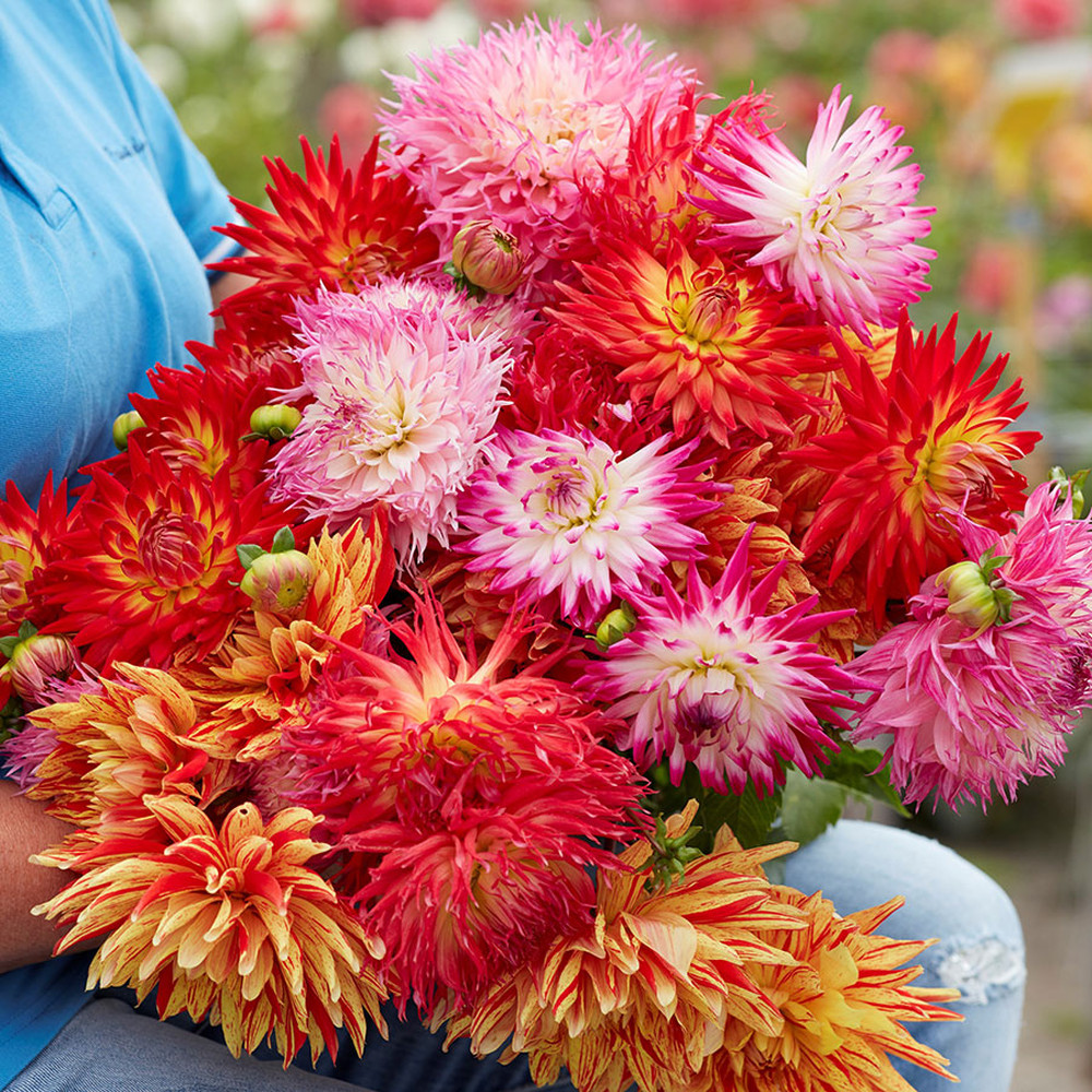 Dahlia Bulbs (Cactus) - Fireworks Mix