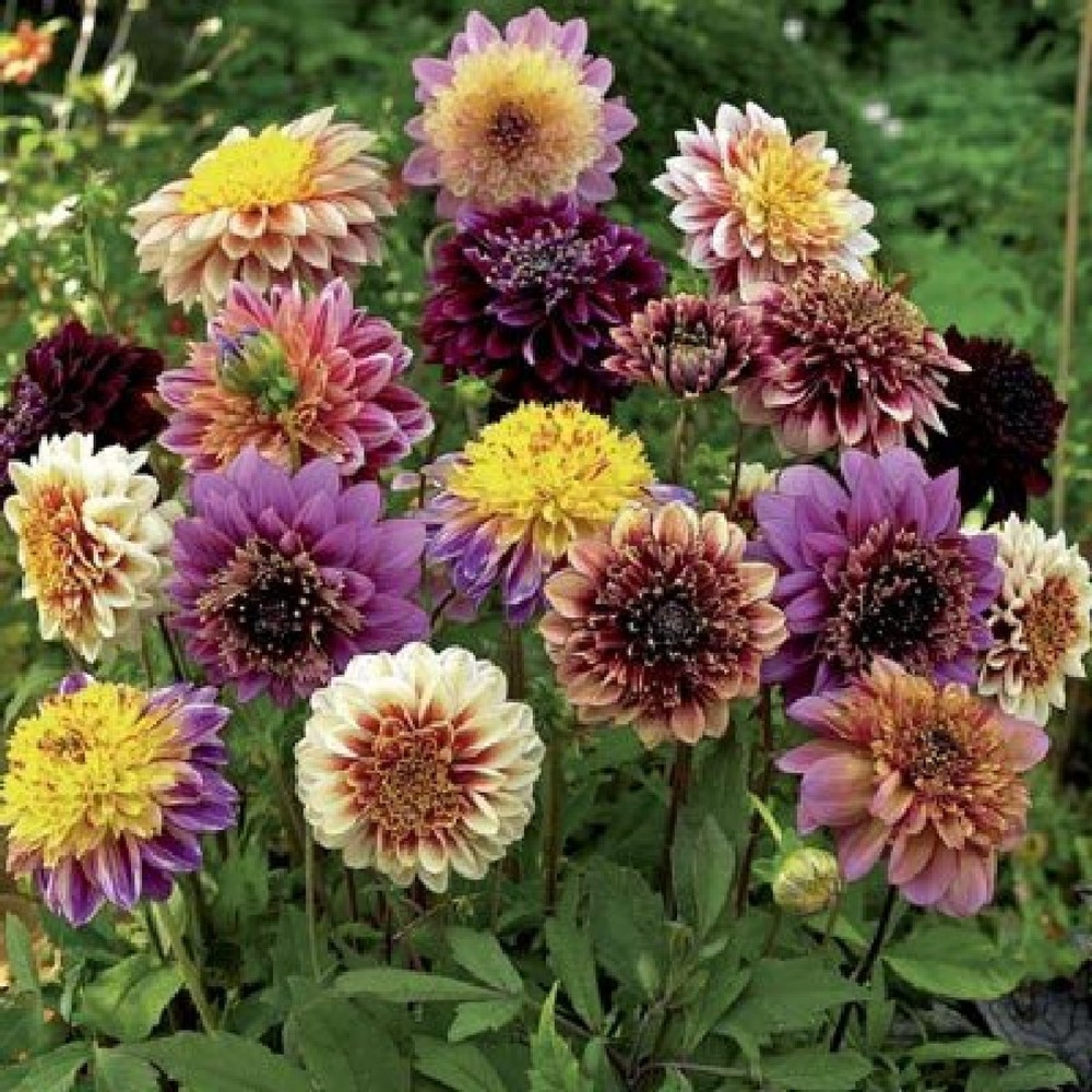 Dahlia Bulbs - Anemone Mix