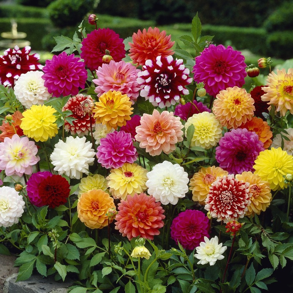 Dahlia Bulbs - Decorative Mix