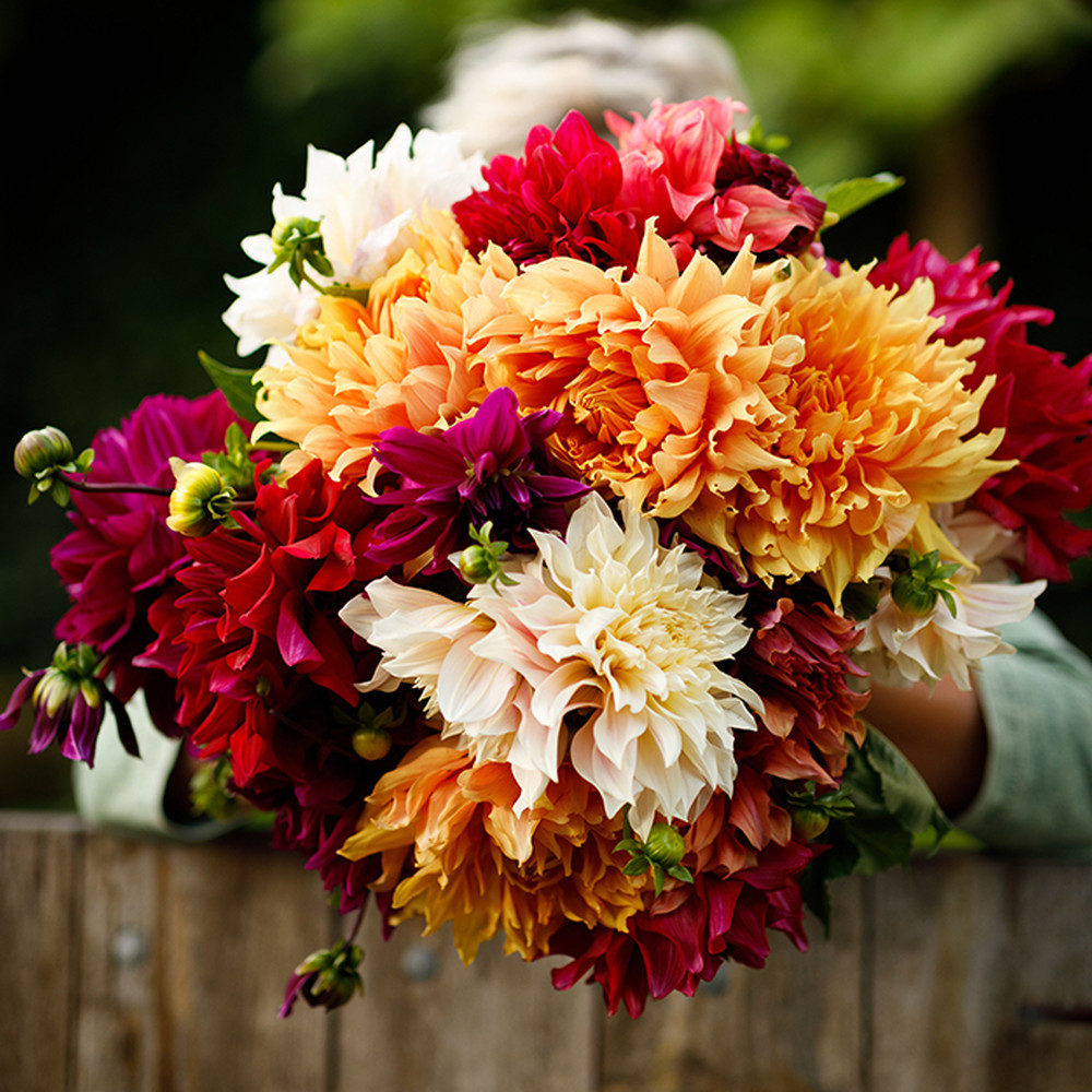 Dahlia Bulbs - Dinnerplate Happy Mix