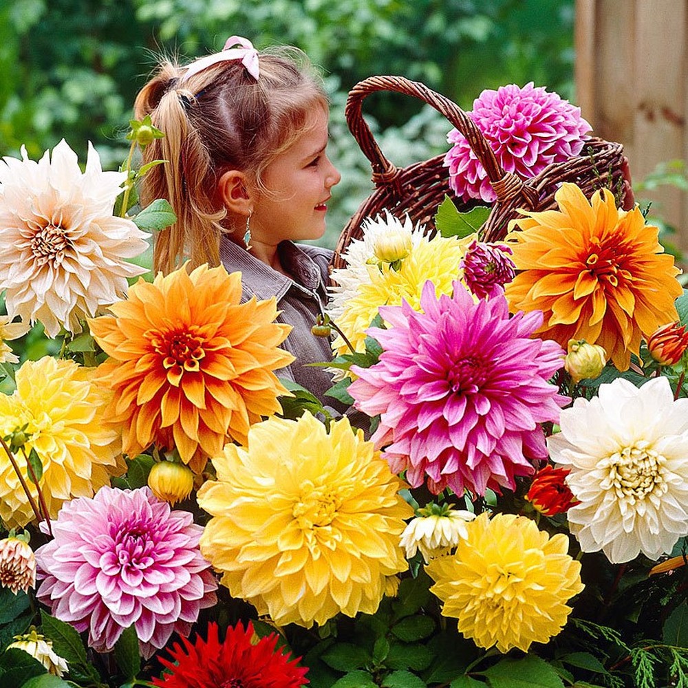 Dahlia Bulbs - Dinnerplate Mix