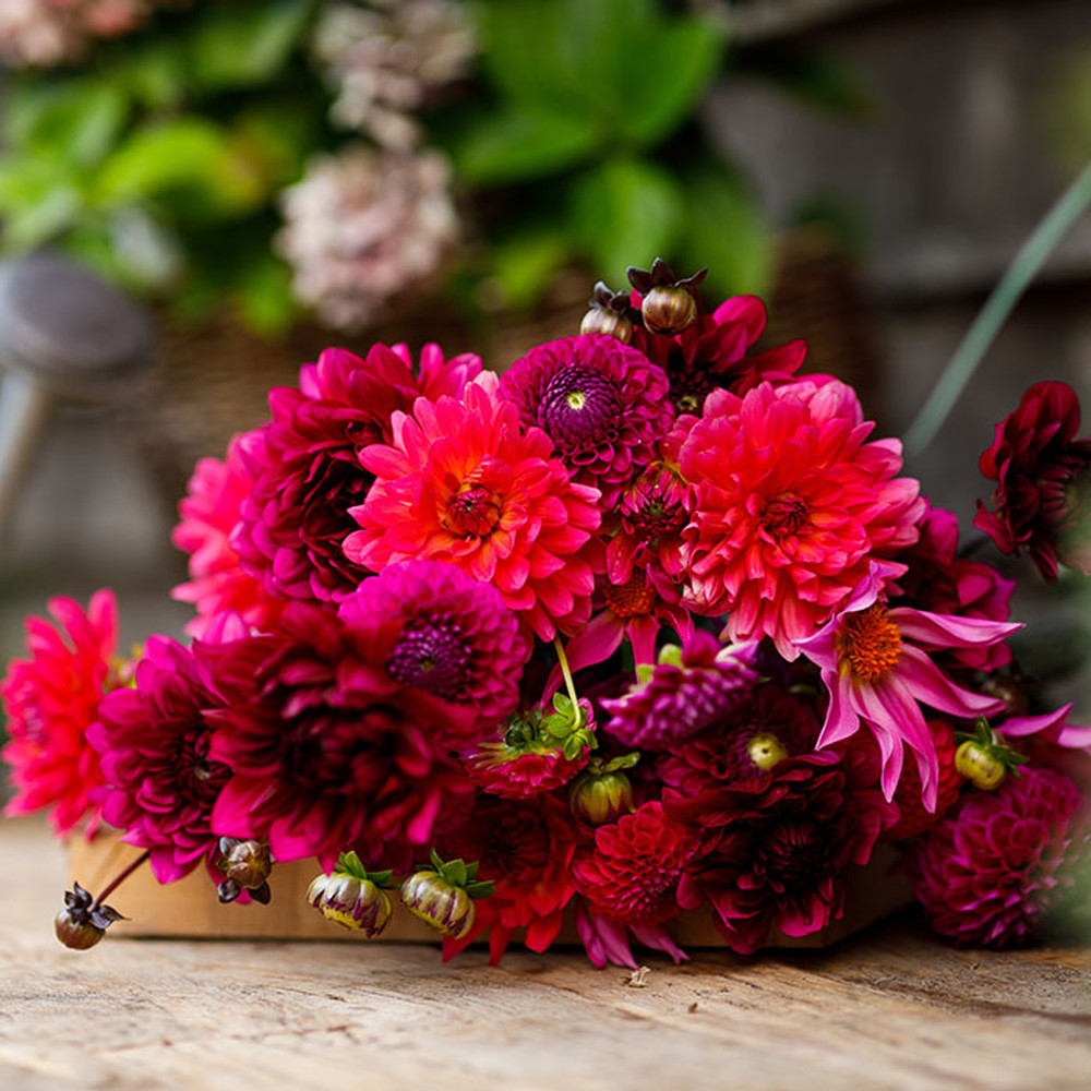 Dahlia Bulbs - Fuchsia Mix