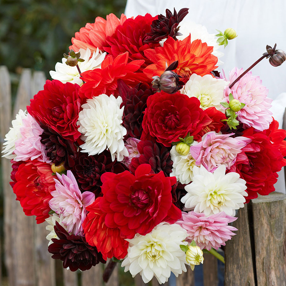 Dahlia Bulbs - Karma Mix