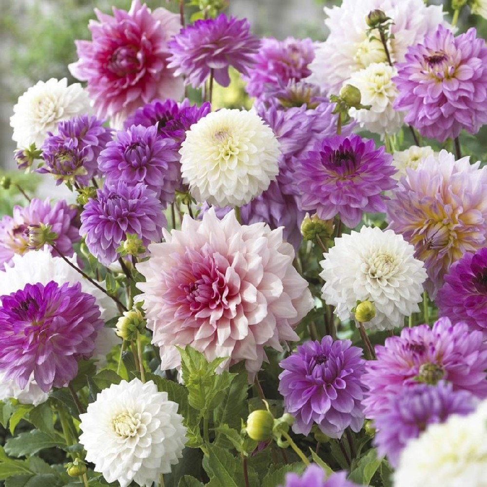 Dahlia Bulbs - Pink & Purple Mix