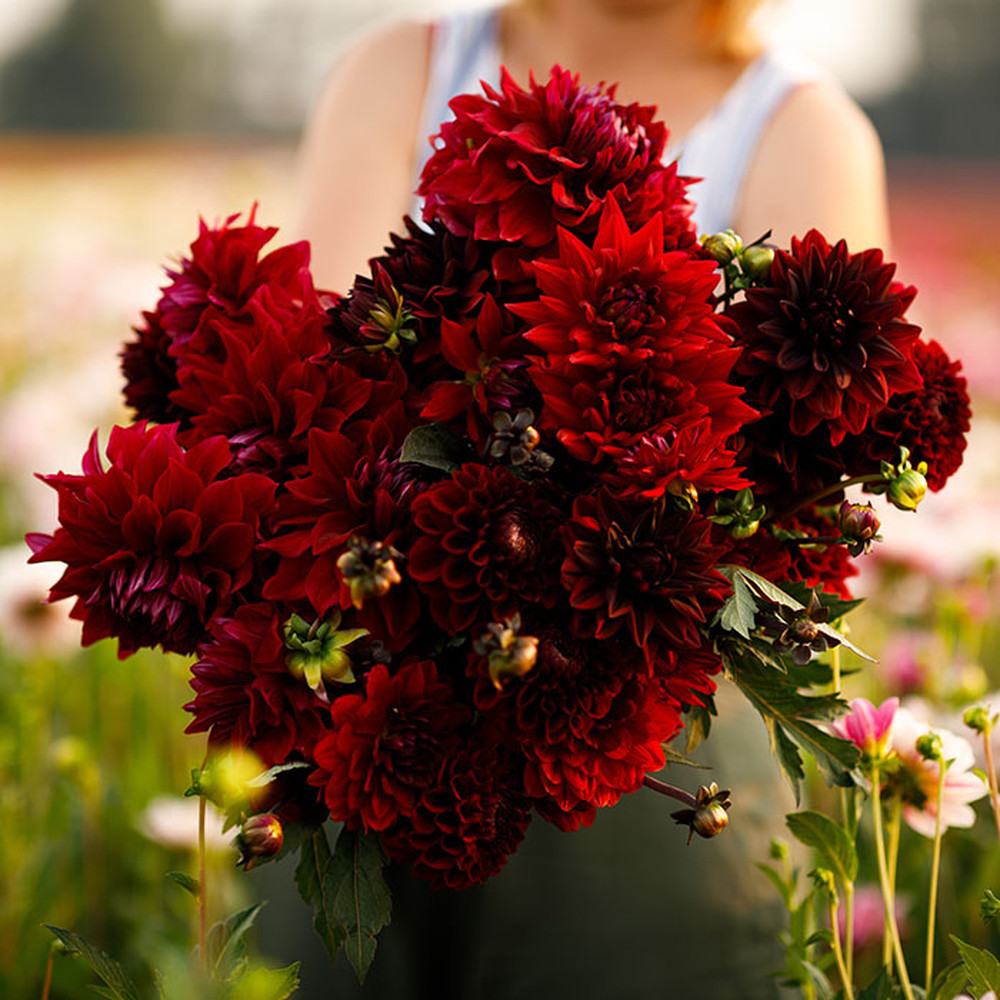Dahlia Bulbs - Red Mix
