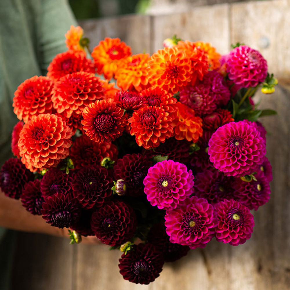 Dahlia Bulbs - Sugar Puff Mix