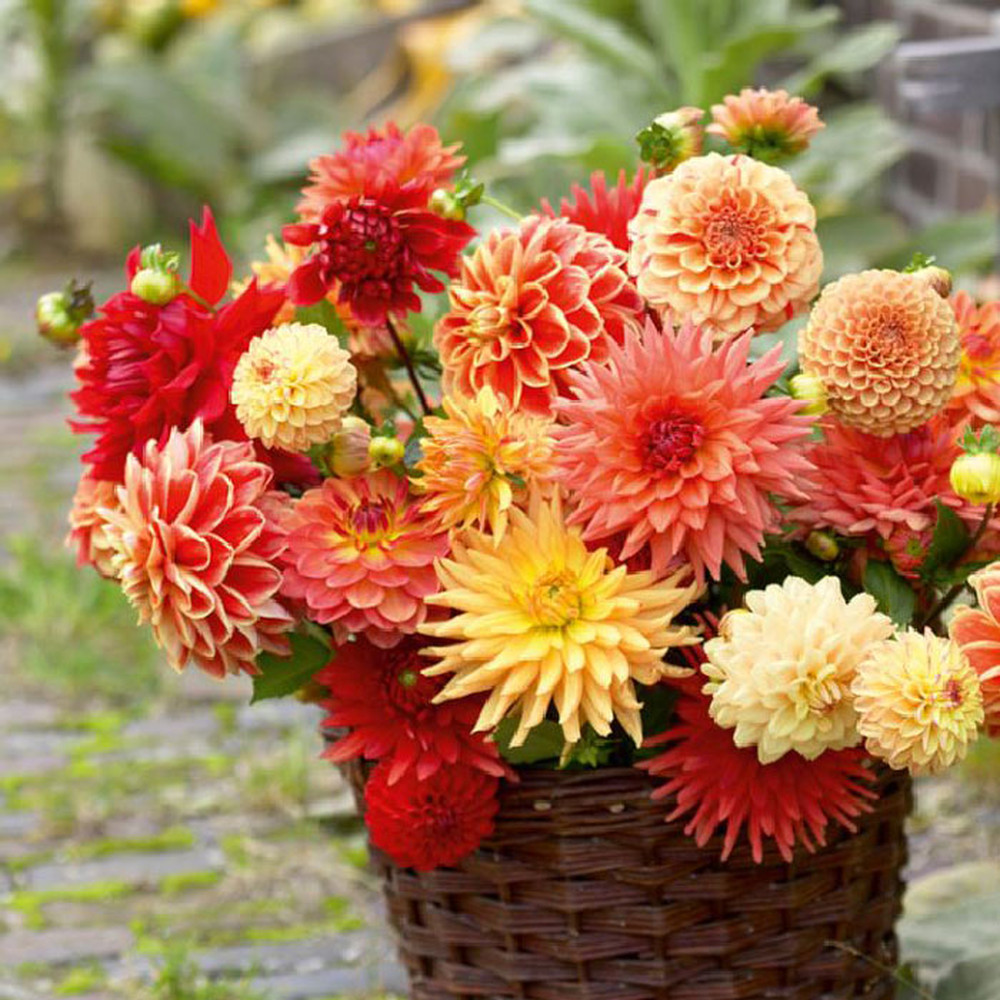 Dahlia Bulbs - Sunset Mix