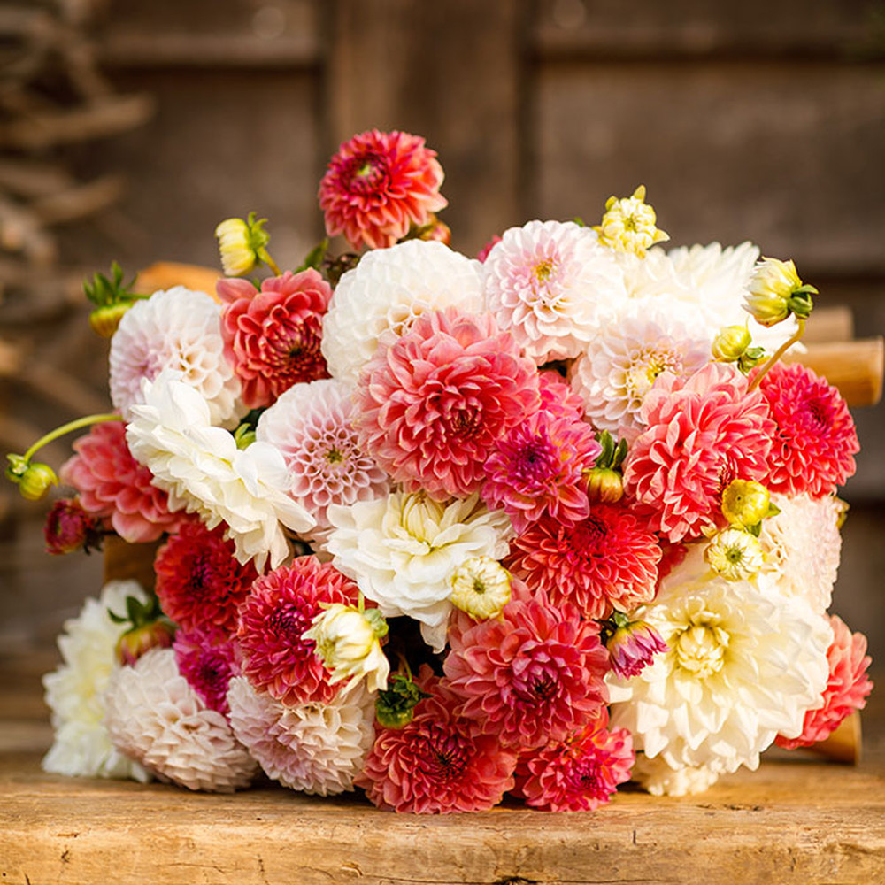 Dahlia Bulbs - Sweet Mix