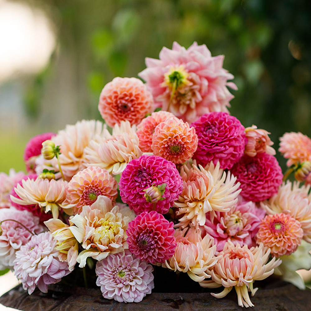 Dahlia Bulbs - Tender Mix
