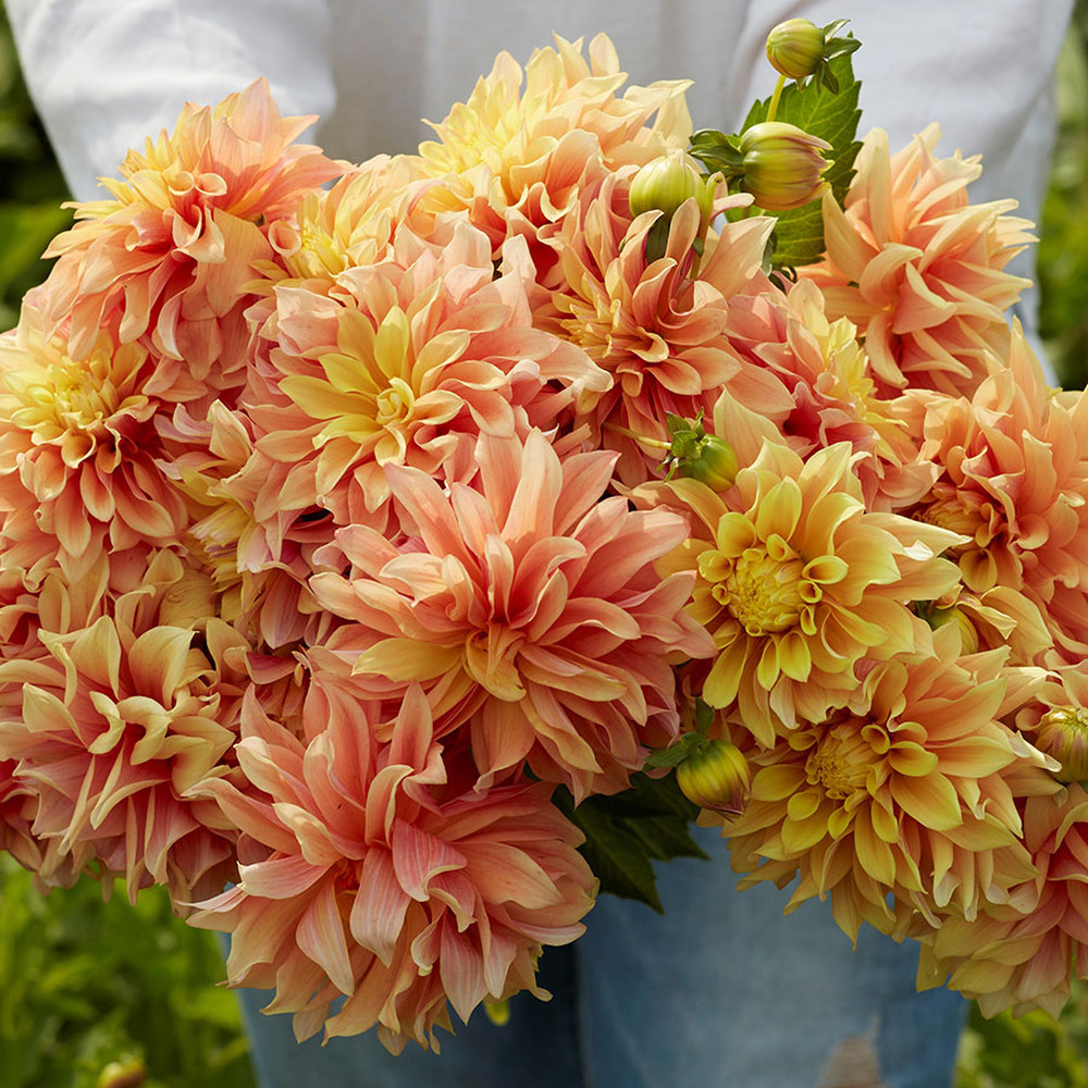 Dahlia Bulbs (Dinnerplate) - Tyrell