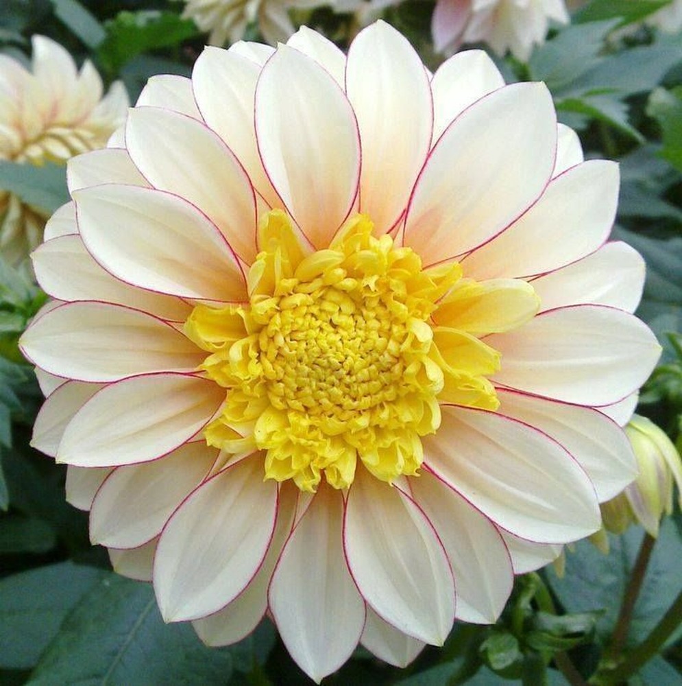 Dahlia Bulbs (Anemone-Flowered) - Polka