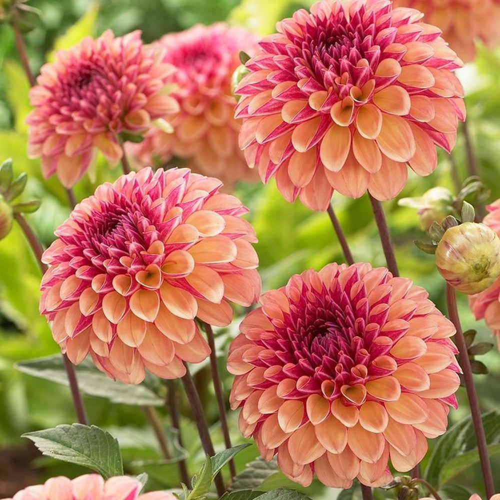 Dahlia Bulbs (Ball) - Bonanza