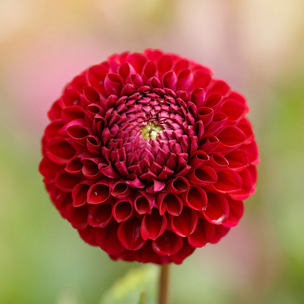 Dahlia Bulbs (Ball) - Ivanetti