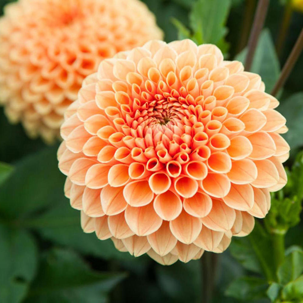 Dahlia Bulbs (Ball) - Jowey Nicky