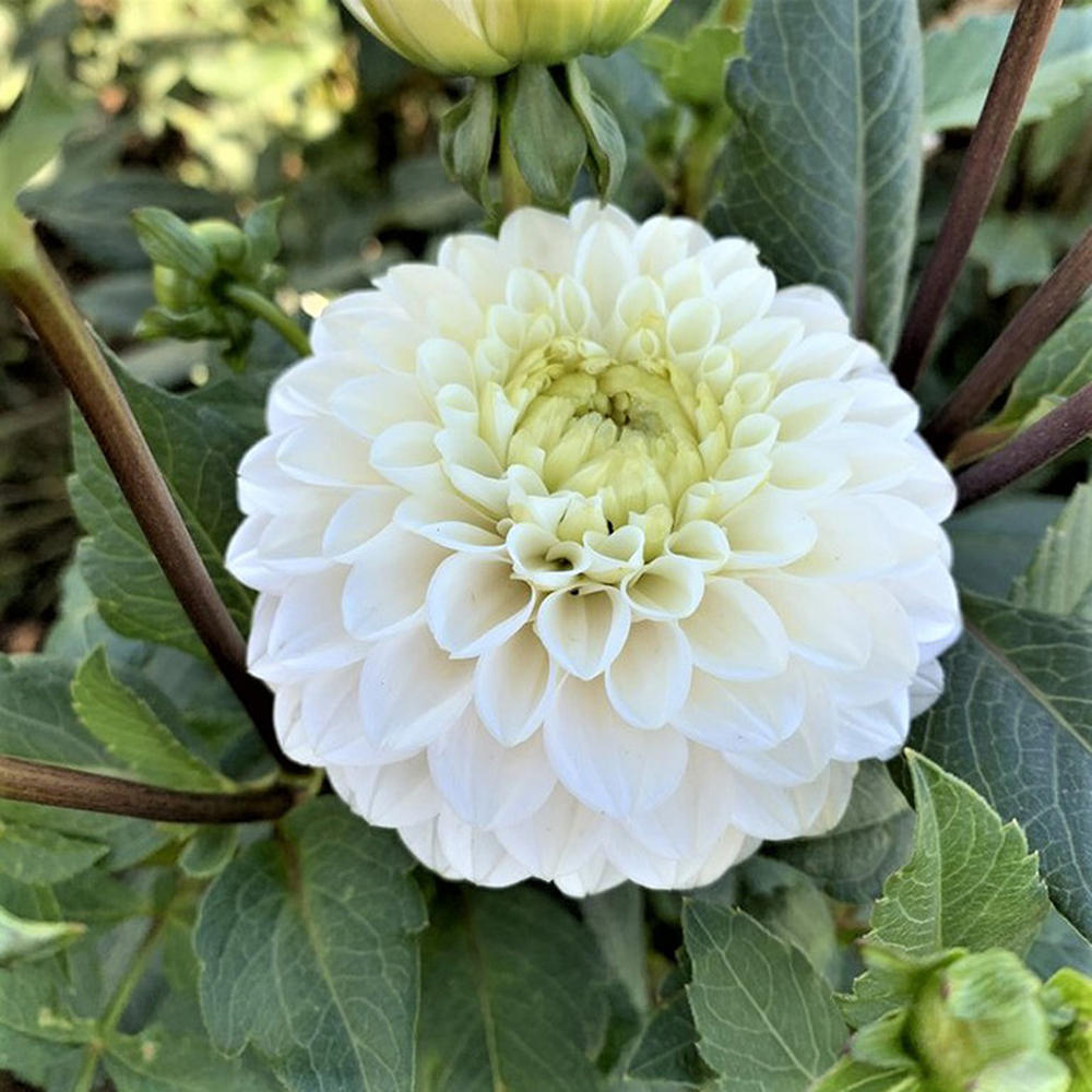 Dahlia Bulbs (Ball) - LAncresse