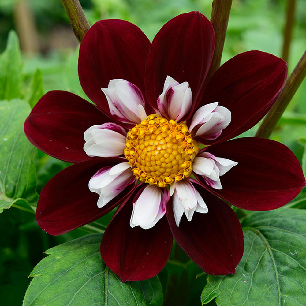 Dahlia Bulbs (Collarette) - Mary Evelyn