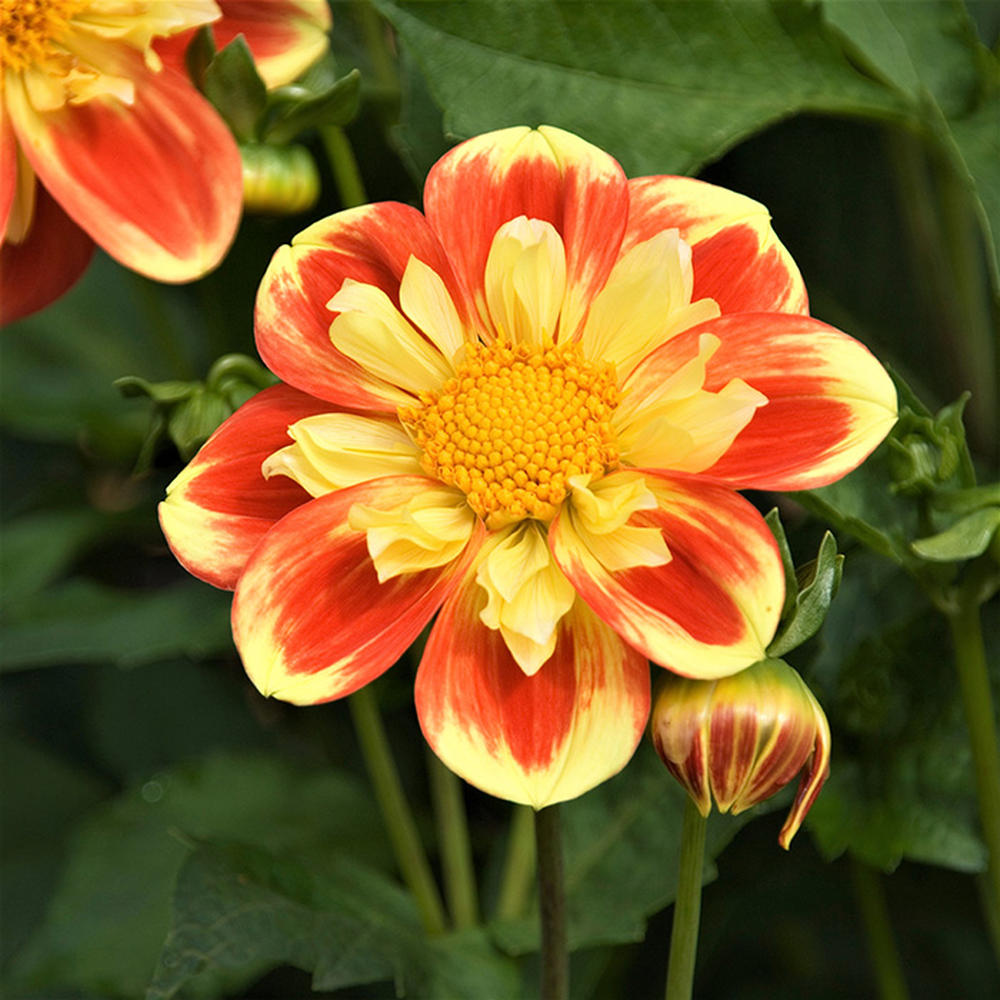 Dahlia Bulbs (Collarette) - Pooh