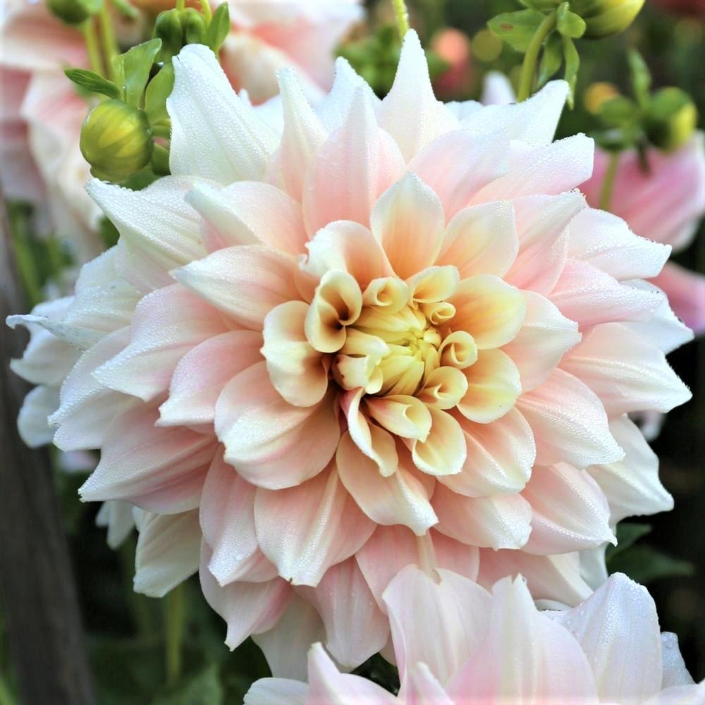Dahlia Bulbs (Dinnerplate) - Break Out