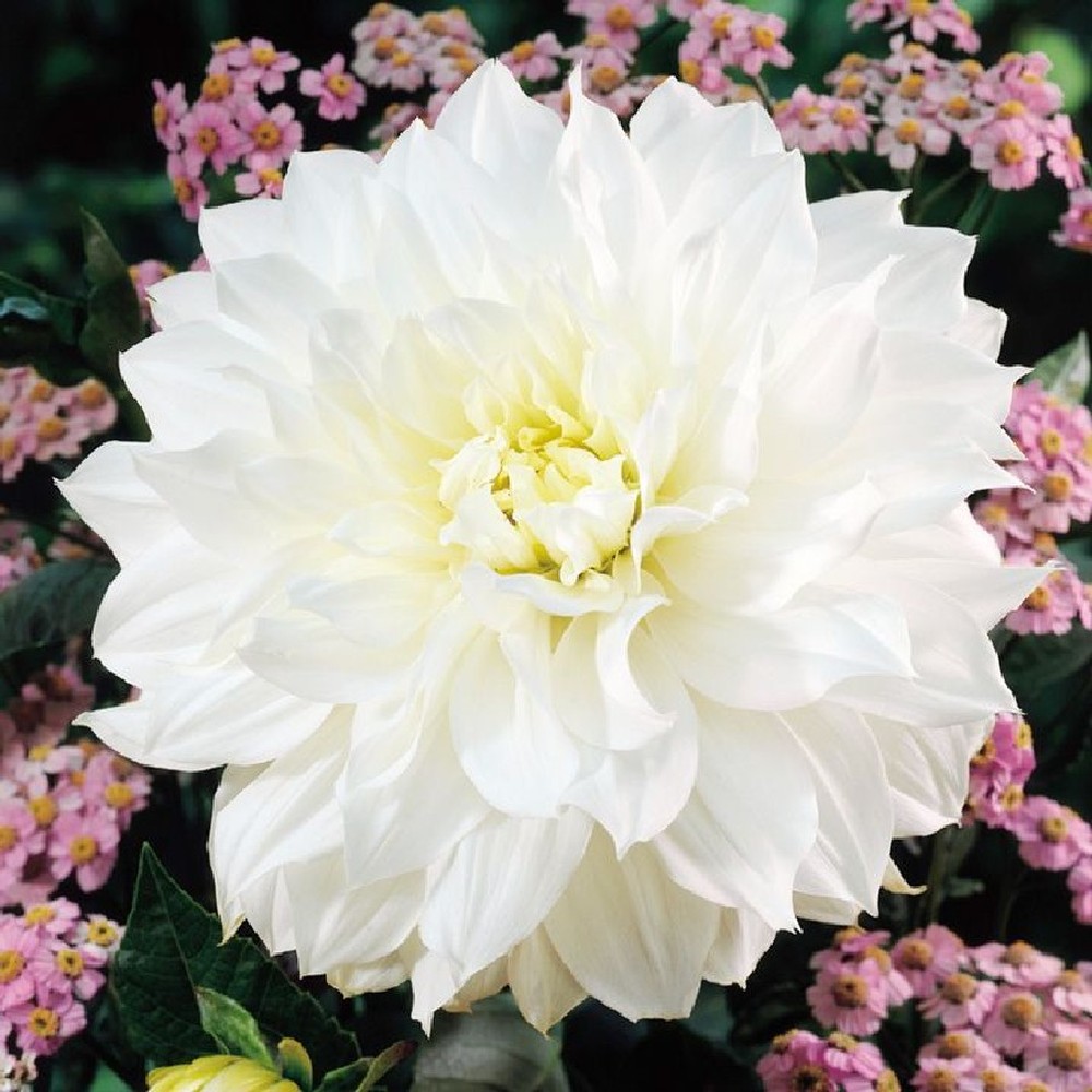 Dahlia Bulbs (Dinnerplate) - White Perfection