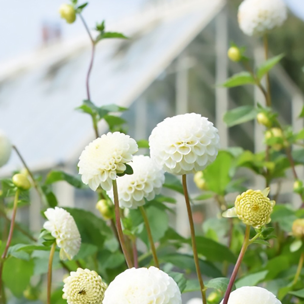Dahlia Bulbs (Mini Pompon) - Small World