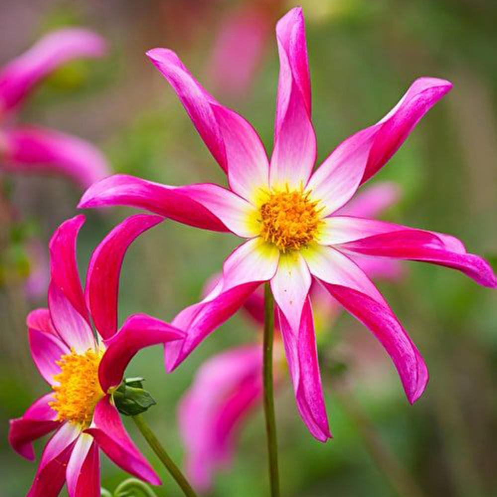 Dahlia Bulbs (Orchid) - Honka Pink