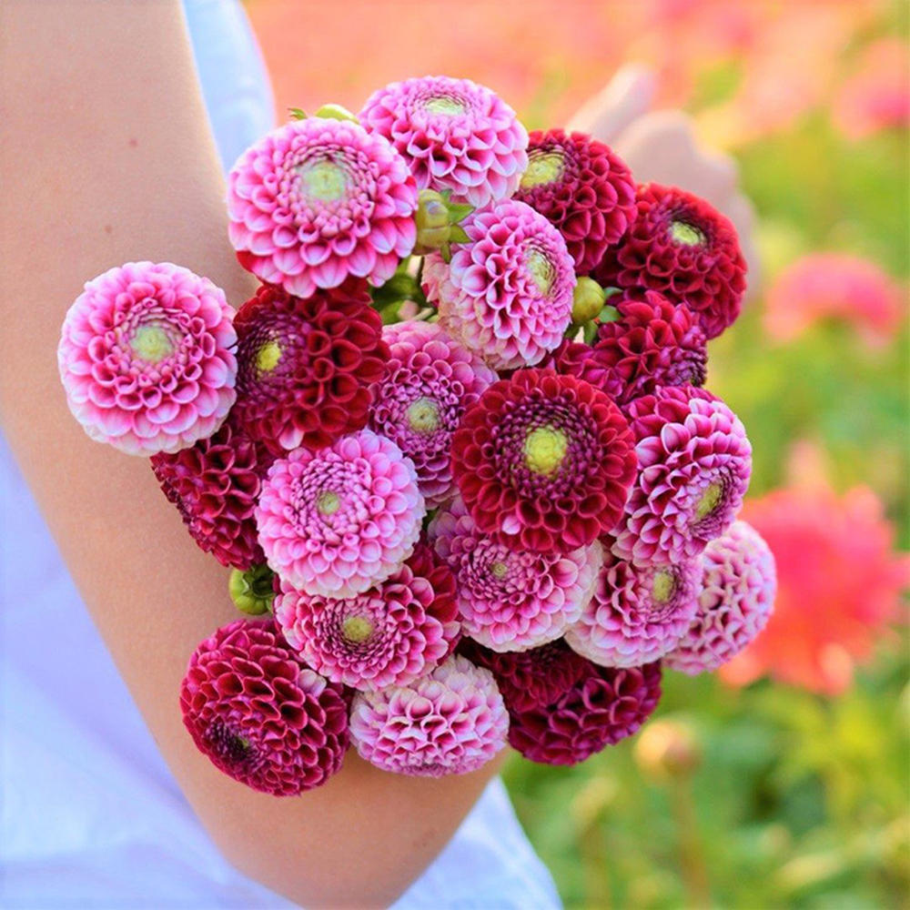 Dahlia Bulbs (Pompon) - Chick A Dee