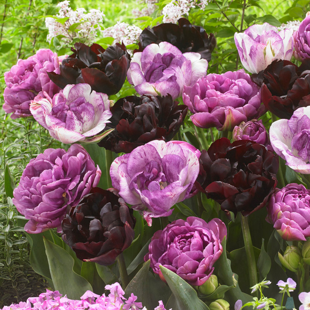 Tulip Bulbs - Amethyst Mix