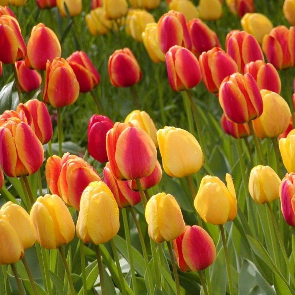 Tulip Bulbs - Apeldoorn Mix