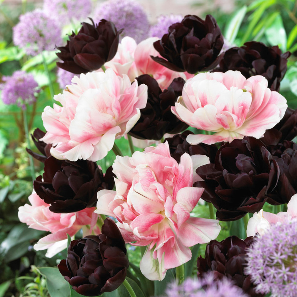 Tulip Bulbs - Black Tie Mix